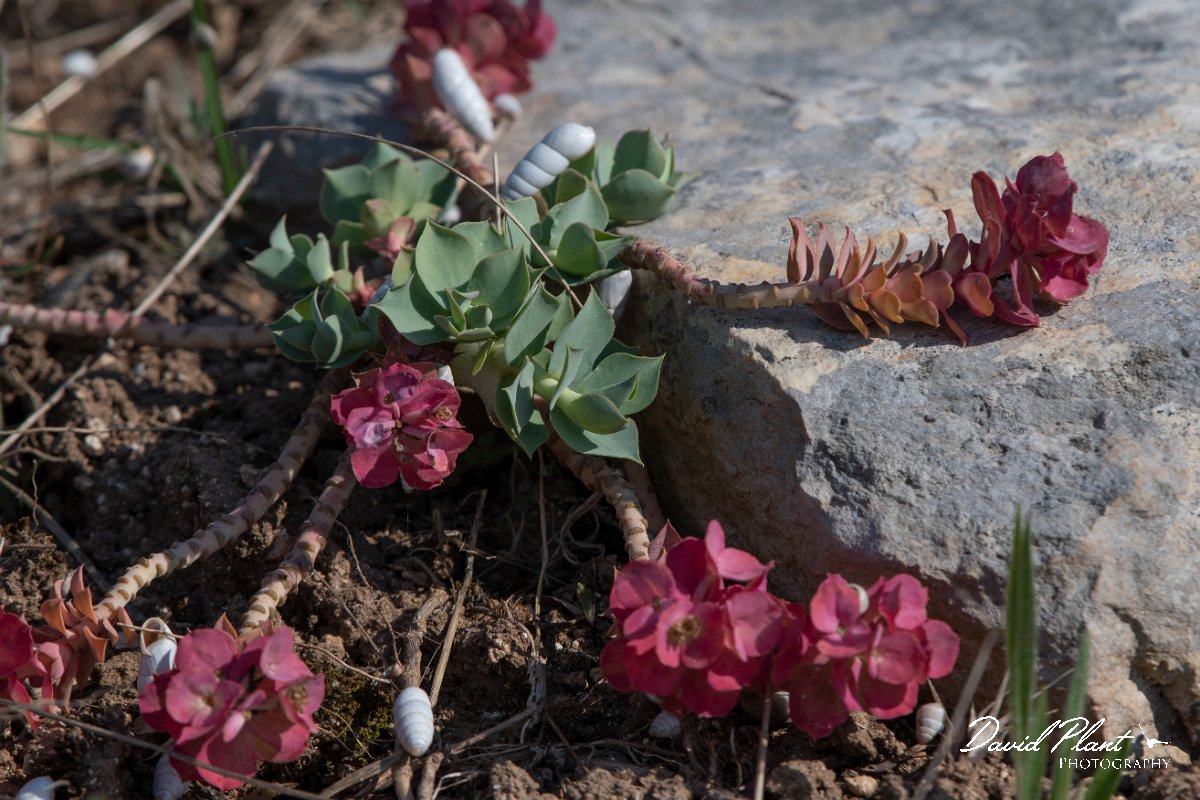 DPPhotography - Wildlife Photography - Bulgaria - Euphorbia myrsinites - B.jpg - Euphorbia myrsinites - Balgarevo steppe, Bulgaria