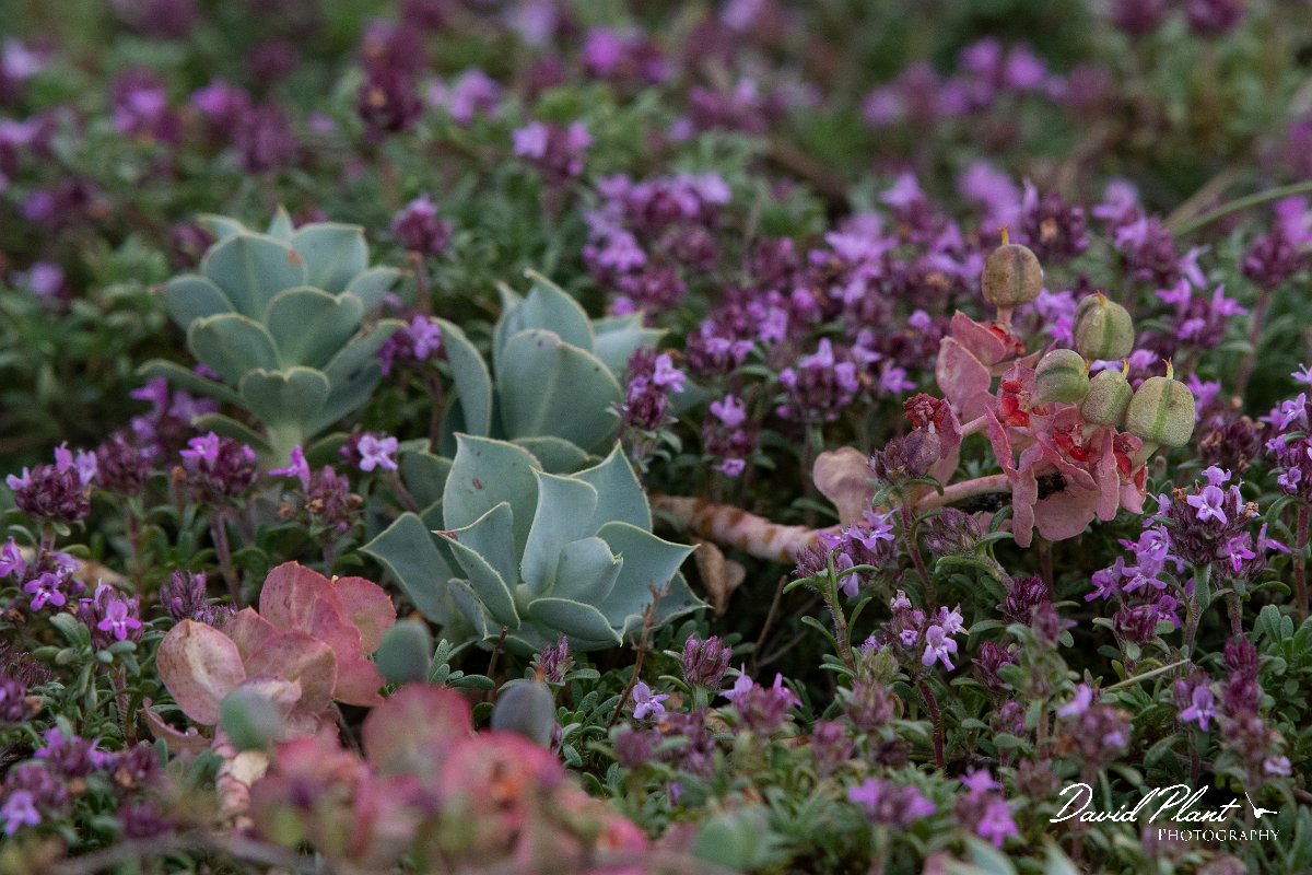 DPPhotography - Wildlife Photography - Bulgaria - Euphorbia myrsinites - C.jpg - Euphorbia myrsinites - Balgarevo steppe, Bulgaria