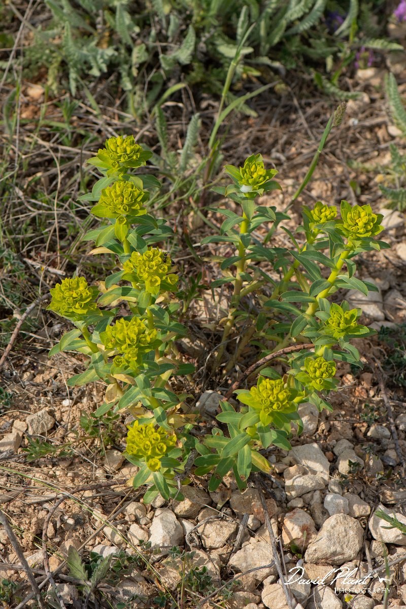 DPPhotography - Wildlife Photography - Bulgaria - Euphorbia nicaeensis - A.jpg - Euphorbia nicaeensis - Balgarevo steppe, Bulgaria