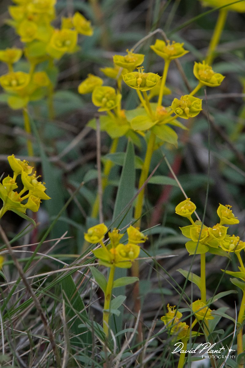 DPPhotography - Wildlife Photography - Bulgaria - Euphorbia nicaeensis - C.jpg - Euphorbia nicaeensis - Bolata Beach, Bulgaria