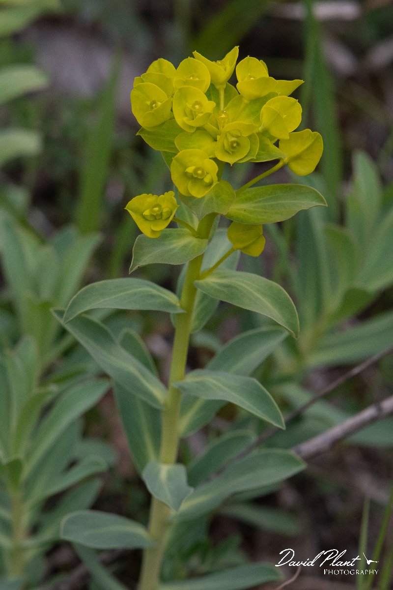DPPhotography - Wildlife Photography - Bulgaria - Euphorbia nicaeensis - D.jpg - Euphorbia nicaeensis - Raptor watch point, Bulgaria