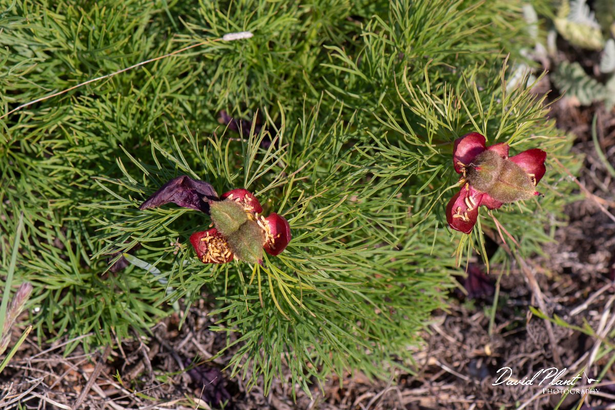 DPPhotography - Wildlife Photography - Bulgaria - Fernleaf peony, Paeonia tenuifolia - B.jpg - Fernleaf peony, Paeonia tenuifolia, seed pods - Balgarevo steppe, Bulgaria