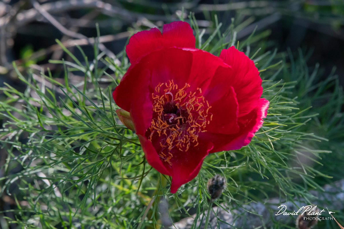 DPPhotography - Wildlife Photography - Bulgaria - Fernleaf peony, Paeonia tenuifolia - D.jpg - Fernleaf peony, Paeonia tenuifolia, flower - Balgarevo steppe, Bulgaria