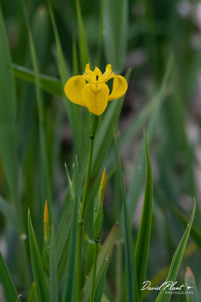DPPhotography - Wildlife Photography - Bulgaria - Iris pseudacorus, yellow iris - A.jpg - Iris pseudacorus, yellow iris - Bolata Beach, Bulgaria