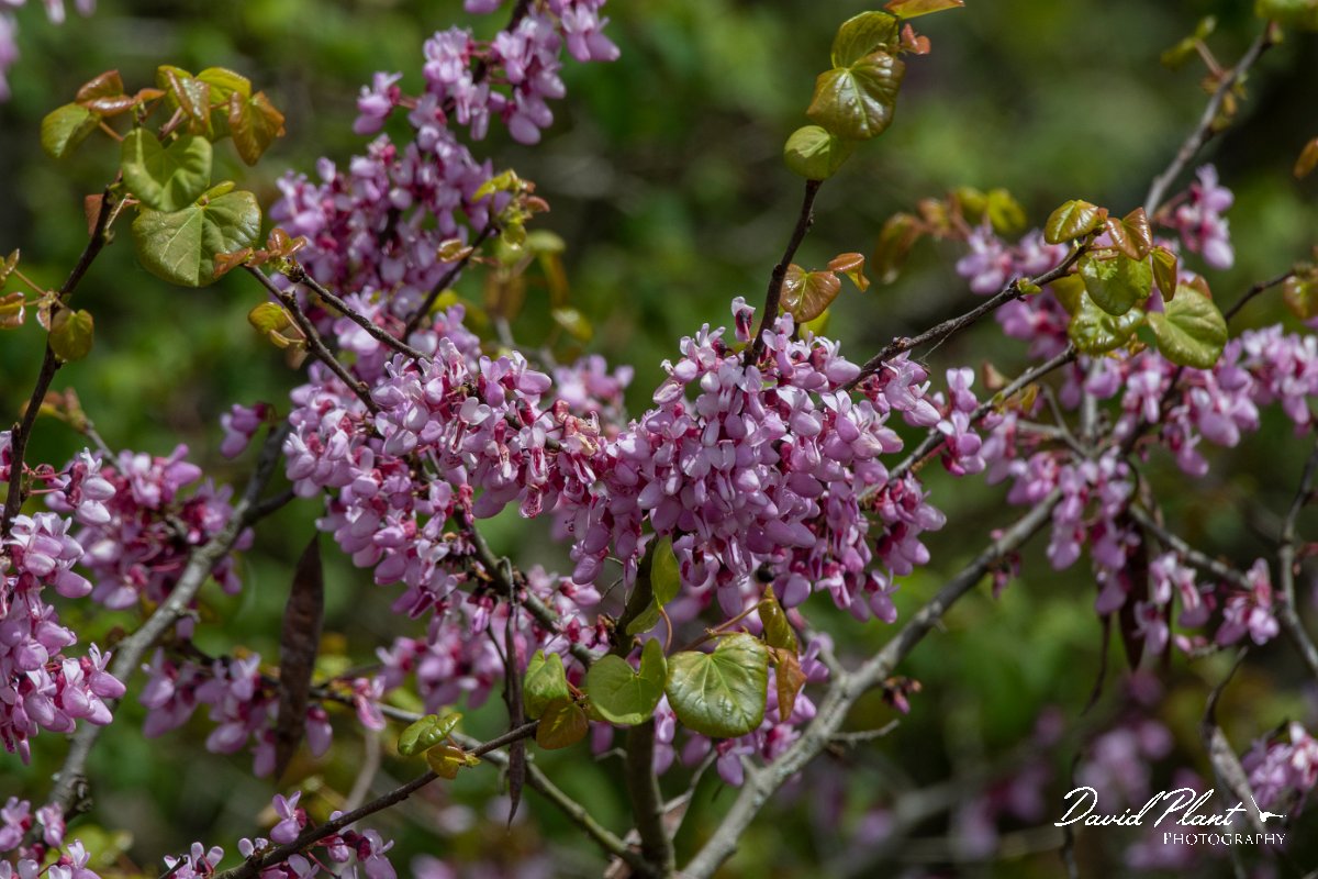 DPPhotography - Wildlife Photography - Bulgaria - Judas tree, Cercis siliquastrum - C.jpg - Judas tree, Cercis siliquastrum - Sveti Nikola, Bulgaria