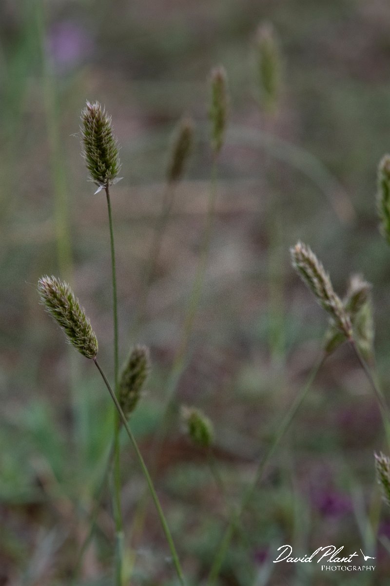 DPPhotography - Wildlife Photography - Bulgaria - Koeleria brevis - B.jpg - Koeleria brevis - Balgarevo steppe, Bulgaria