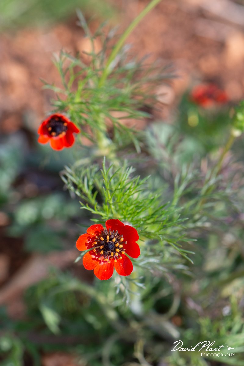 DPPhotography - Wildlife Photography - Bulgaria - Large pheasant's-eye, Adonis flammea - A.jpg - Large pheasant's-eye, Adonis flammea - Balgarevo steppe, Bulgaria