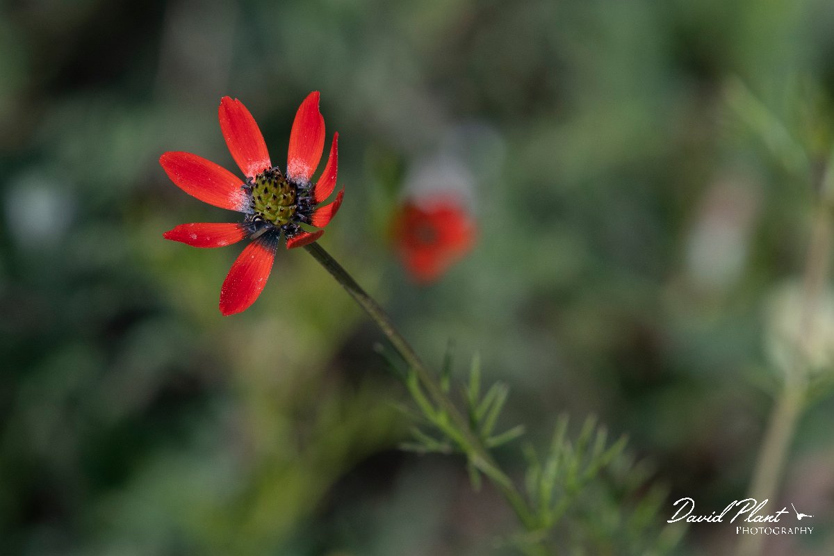 DPPhotography - Wildlife Photography - Bulgaria - Large pheasant's-eye, Adonis flammea - C.jpg - Large pheasant's-eye, Adonis flammea - Sabla Lake, Bulgaria
