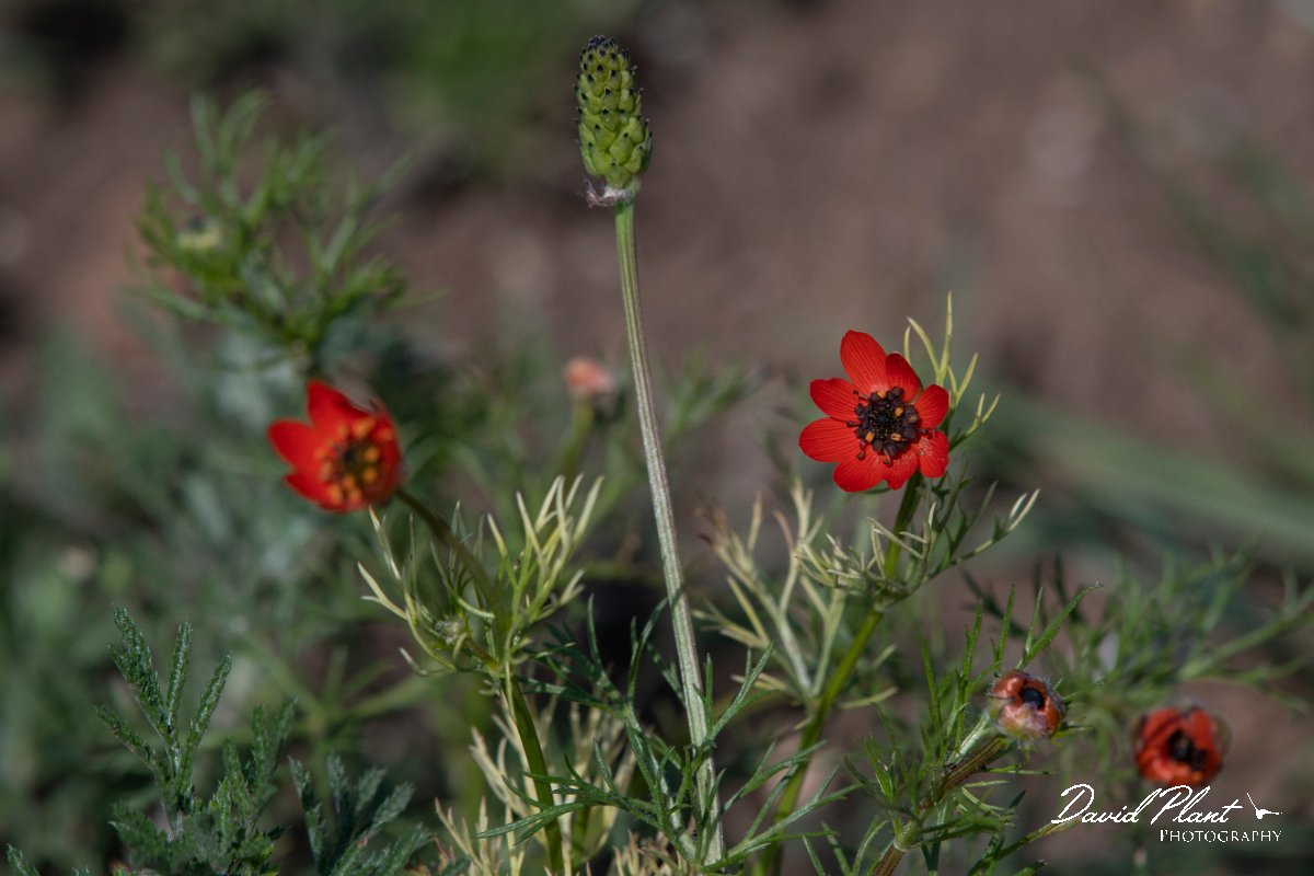 DPPhotography - Wildlife Photography - Bulgaria - Large pheasant's-eye, Adonis flammea - D.jpg - Large pheasant's-eye, Adonis flammea - Sabla Lake, Bulgaria