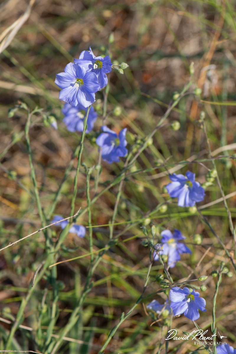 DPPhotography - Wildlife Photography - Bulgaria - Linum austriacum - A.jpg - Linum austriacum - Balgarevo steppe, Bulgaria