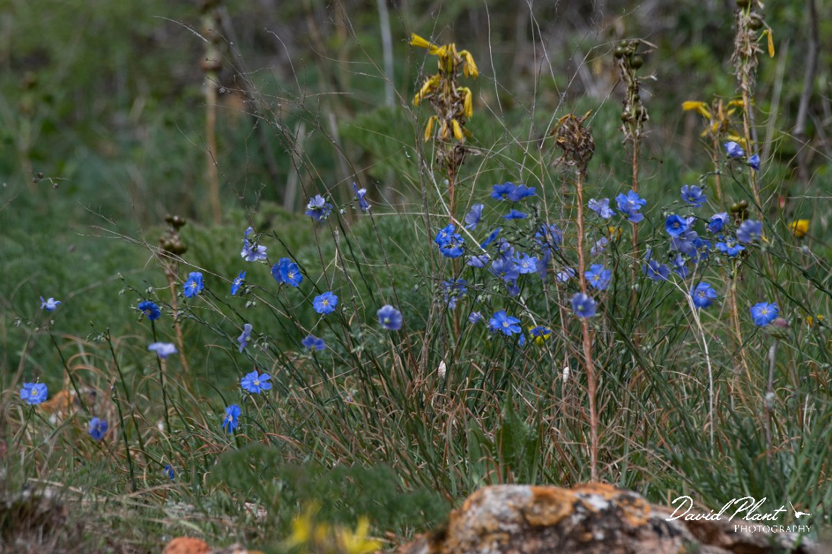 DPPhotography - Wildlife Photography - Bulgaria - Linum austriacum - B.jpg - Linum austriacum - Bolata Beach, Bulgaria