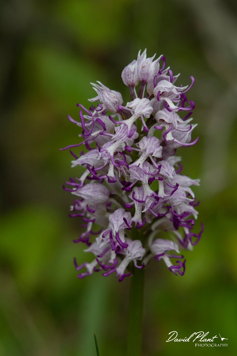 DPPhotography - Wildlife Photography - Bulgaria - Monkey orchid, Orchis simia - A.jpg - Monkey orchid, Orchis simia - Raptor watch point, Bulgaria