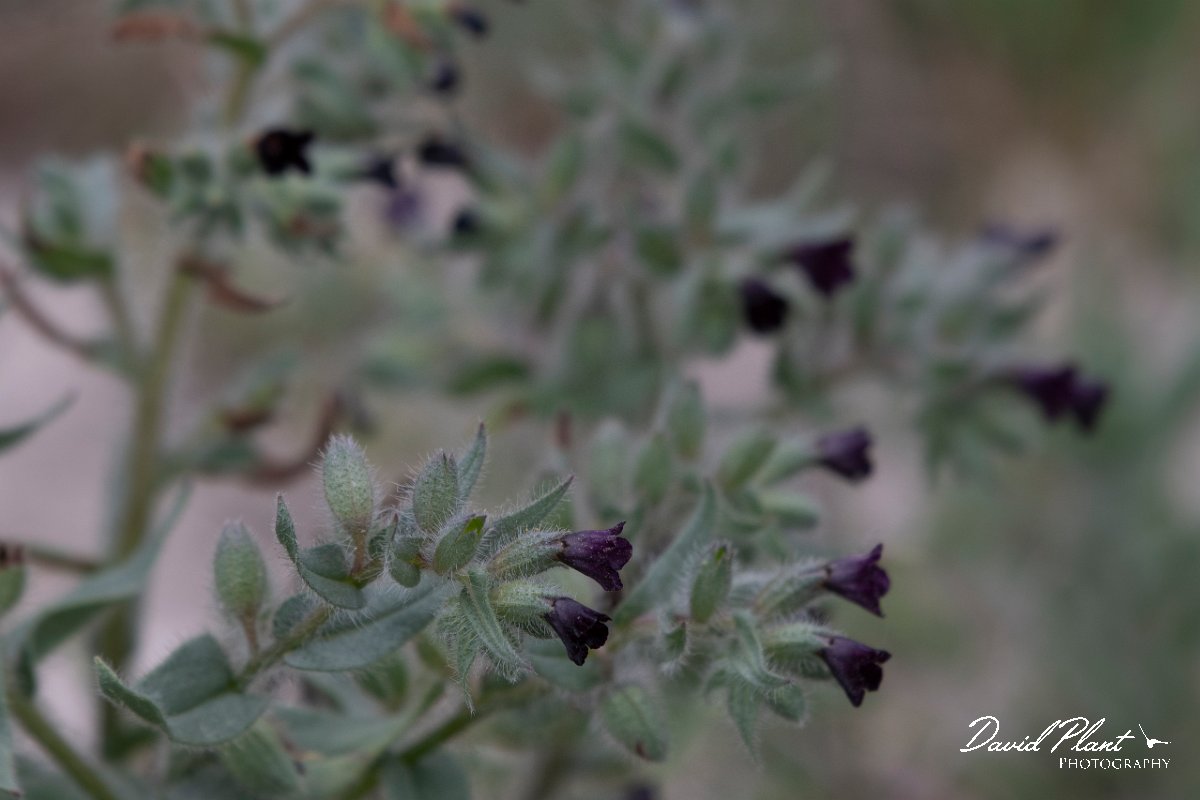 DPPhotography - Wildlife Photography - Bulgaria - Nonea pulla, Monkswort - A.jpg - Nonea pulla, Monkswort - Bolata Beach, Bulgaria
