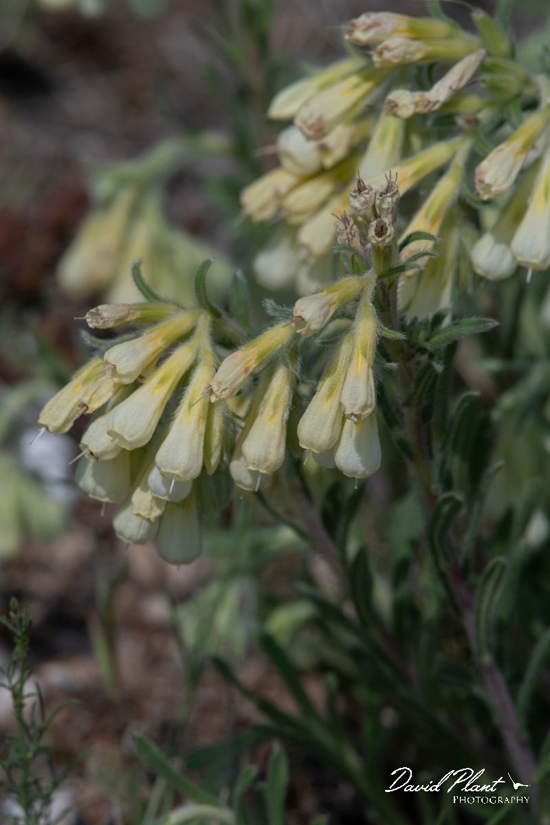 DPPhotography - Wildlife Photography - Bulgaria - Onosma echioides - B.jpg - Onosma echioides - Balgarevo steppe, Bulgaria