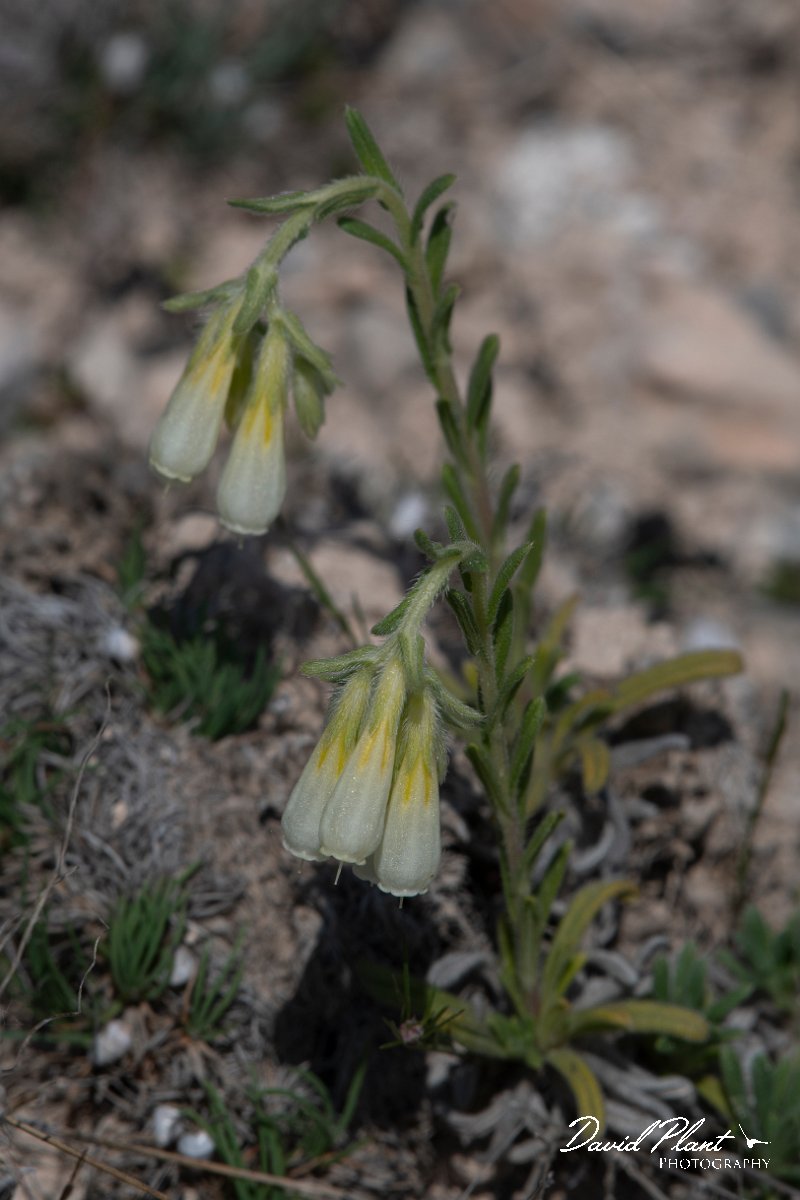 DPPhotography - Wildlife Photography - Bulgaria - Onosma echioides - C.jpg - Onosma echioides - Balgarevo steppe, Bulgaria