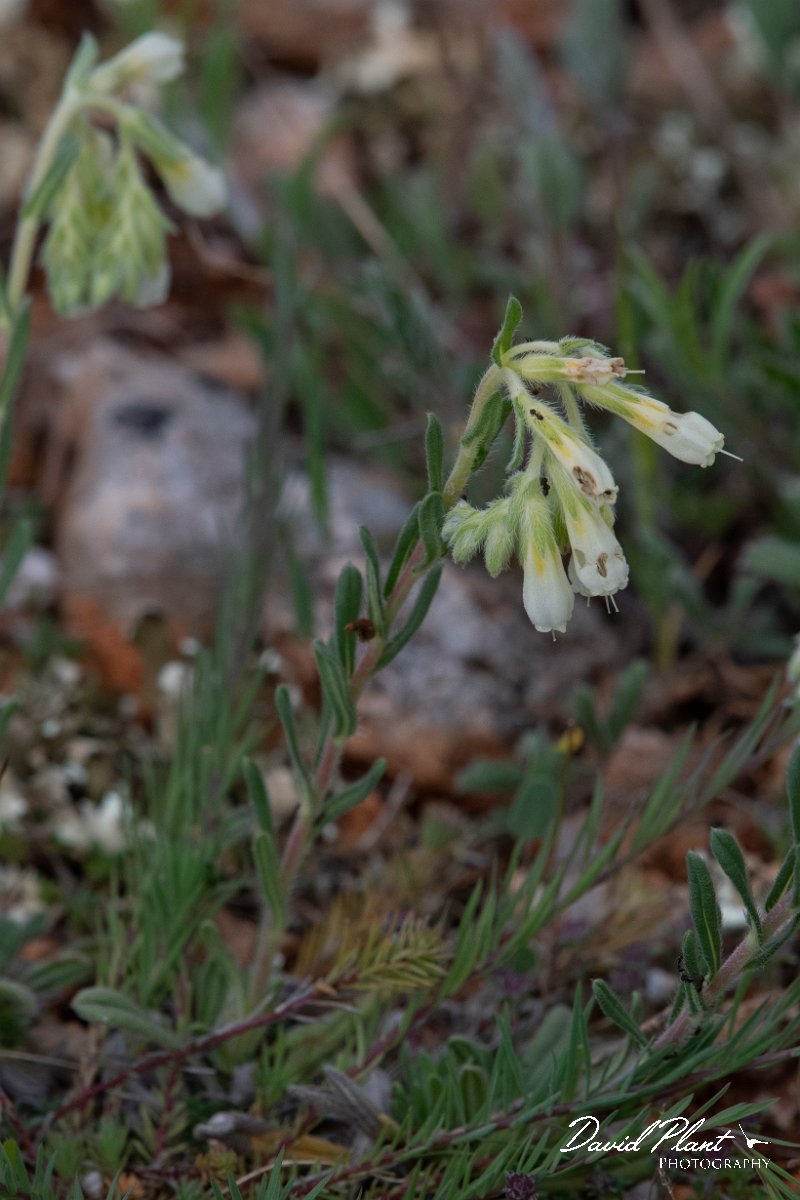 DPPhotography - Wildlife Photography - Bulgaria - Onosma echioides - D.jpg - Onosma echioides - Bolata Beach, Bulgaria