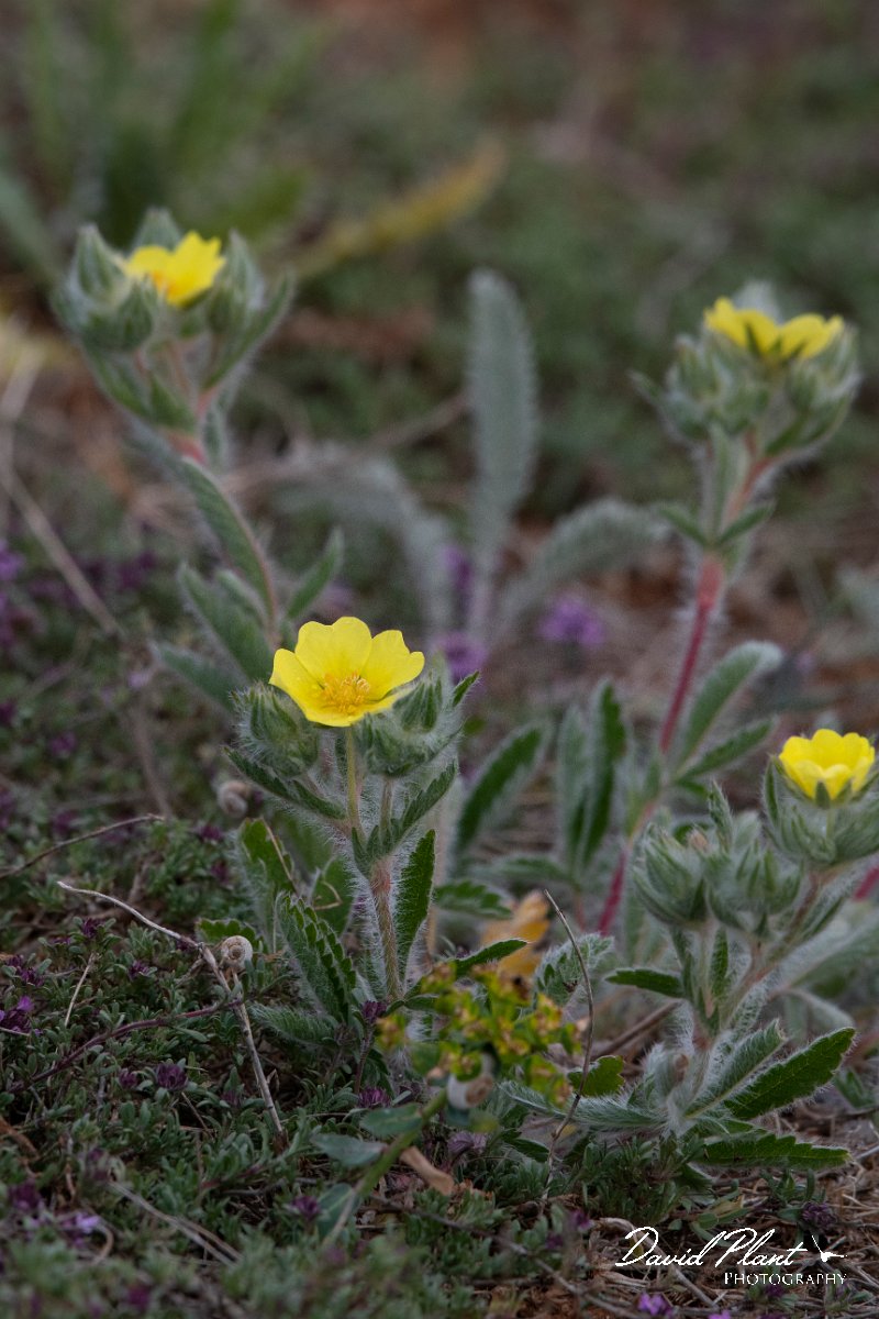 DPPhotography - Wildlife Photography - Bulgaria - Potentilla astracanica - A.jpg - Potentilla astracanica - Balgarevo steppe, Bulgaria