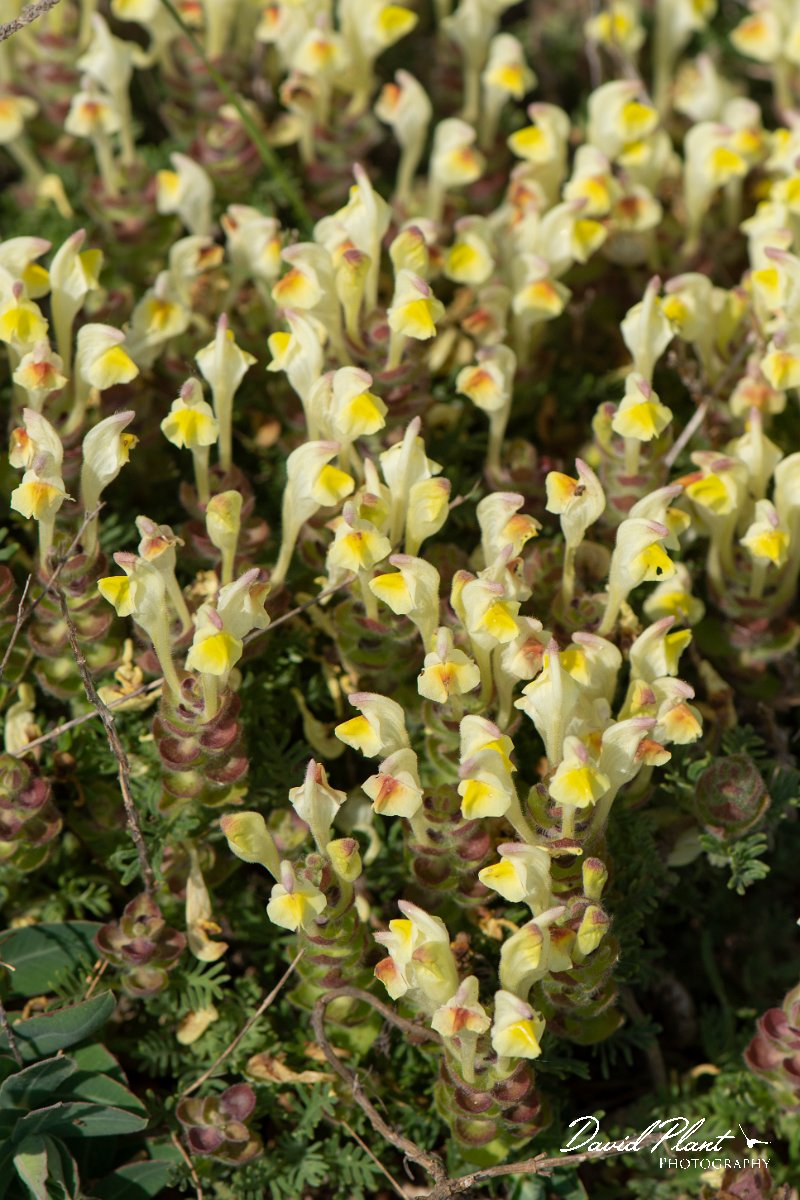 DPPhotography - Wildlife Photography - Bulgaria - Scutellaria orientalis subsp. pinnatifida - A.jpg - Scutellaria orientalis subsp. pinnatifida - Balgarevo steppe, Bulgaria