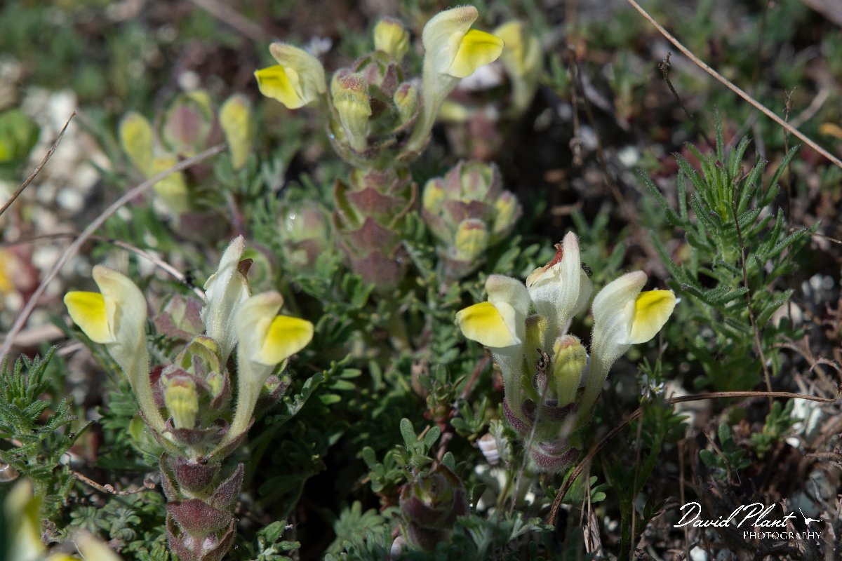 DPPhotography - Wildlife Photography - Bulgaria - Scutellaria orientalis subsp. pinnatifida - B.jpg - Scutellaria orientalis subsp. pinnatifida - Balgarevo steppe, Bulgaria