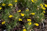 DPPhotography - Wildlife Photography - Bulgaria - Ajuga chamaepitys, ground pine - C