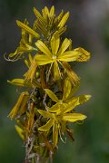 DPPhotography - Wildlife Photography - Bulgaria - Asphodeline lutea - B