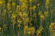 DPPhotography - Wildlife Photography - Bulgaria - Asphodeline lutea - C