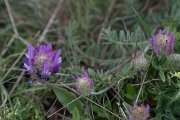 DPPhotography - Wildlife Photography - Bulgaria - Astragalus onobrychis - D