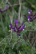 DPPhotography - Wildlife Photography - Bulgaria - Astragalus vesicarius - D