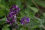 DPPhotography - Wildlife Photography - Bulgaria - Astragalus vesicarius - F