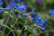 DPPhotography - Wildlife Photography - Bulgaria - Buglossoides purpurocaerulea - A