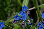 DPPhotography - Wildlife Photography - Bulgaria - Buglossoides purpurocaerulea - B
