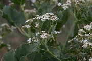 DPPhotography - Wildlife Photography - Bulgaria - Crambe maritima, sea kale - A