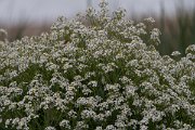DPPhotography - Wildlife Photography - Bulgaria - Crambe maritima, sea kale - B