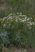 DPPhotography - Wildlife Photography - Bulgaria - Crambe maritima, sea kale - C