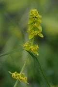 DPPhotography - Wildlife Photography - Bulgaria - Crosswort, Cruciata laevipes - A
