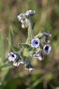 DPPhotography - Wildlife Photography - Bulgaria - Cynoglossum creticum, Blue hound's-tongue - A