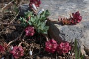 DPPhotography - Wildlife Photography - Bulgaria - Euphorbia myrsinites - B
