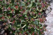 DPPhotography - Wildlife Photography - Bulgaria - Euphorbia myrsinites - D