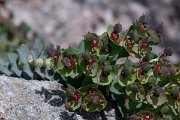 DPPhotography - Wildlife Photography - Bulgaria - Euphorbia myrsinites - E