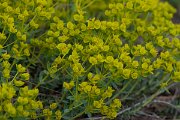 DPPhotography - Wildlife Photography - Bulgaria - Euphorbia nicaeensis - B