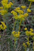 DPPhotography - Wildlife Photography - Bulgaria - Euphorbia nicaeensis - C