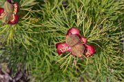 DPPhotography - Wildlife Photography - Bulgaria - Fernleaf peony, Paeonia tenuifolia - A