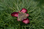 DPPhotography - Wildlife Photography - Bulgaria - Fernleaf peony, Paeonia tenuifolia - C