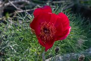 DPPhotography - Wildlife Photography - Bulgaria - Fernleaf peony, Paeonia tenuifolia - D
