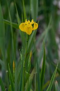 DPPhotography - Wildlife Photography - Bulgaria - Iris pseudacorus, yellow iris - A