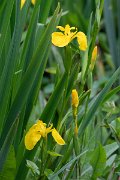 DPPhotography - Wildlife Photography - Bulgaria - Iris pseudacorus, yellow iris - B