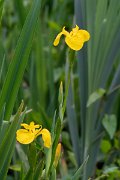 DPPhotography - Wildlife Photography - Bulgaria - Iris pseudacorus, yellow iris - C