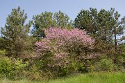 DPPhotography - Wildlife Photography - Bulgaria - Judas tree, Cercis siliquastrum - A