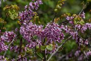 DPPhotography - Wildlife Photography - Bulgaria - Judas tree, Cercis siliquastrum - C