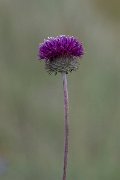 DPPhotography - Wildlife Photography - Bulgaria - Jurinea mollis - B